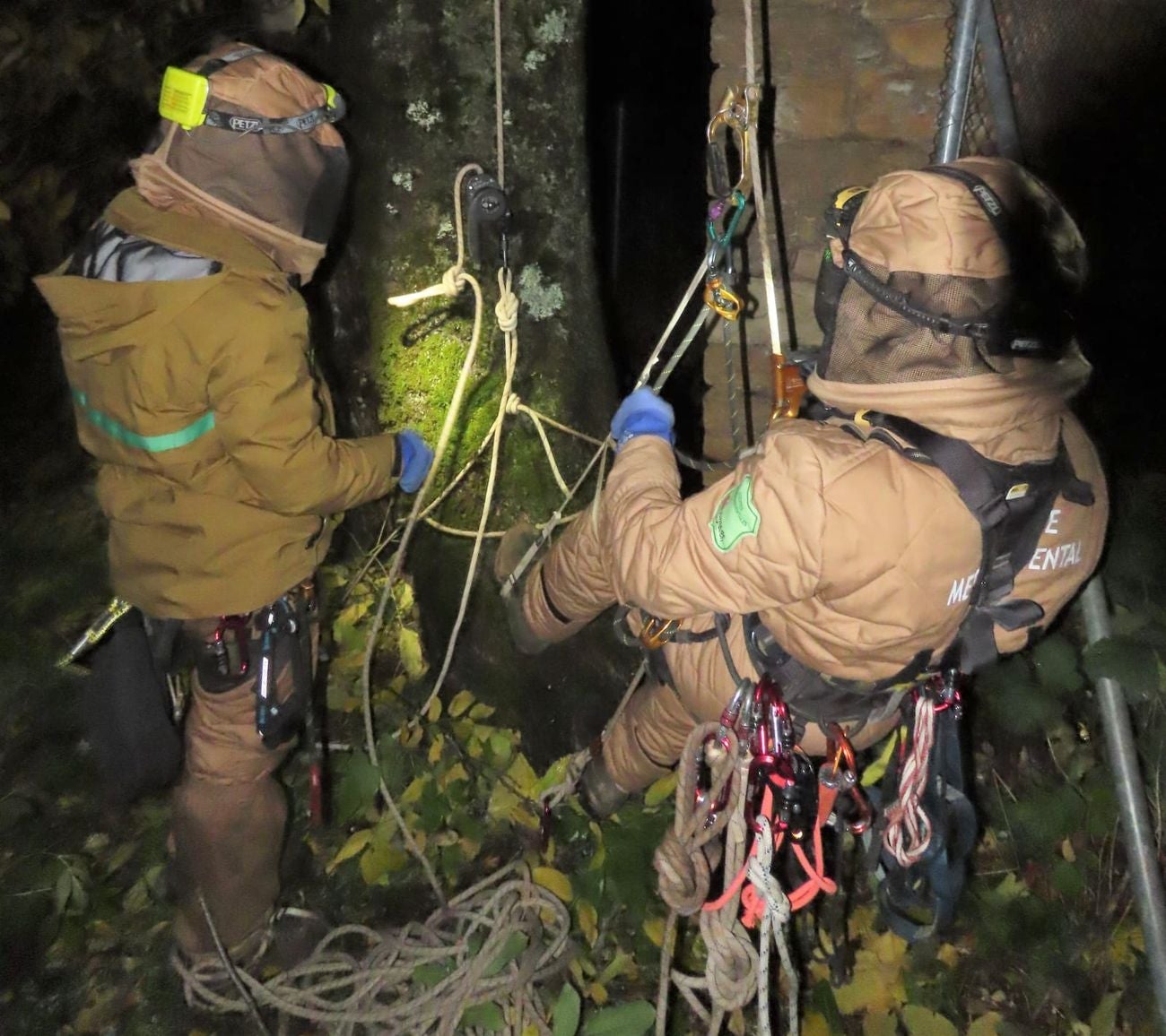 El Grupo de Intervenciones en Altura de la Delegación Territorial de la Junta en León recientemente ha retirado un nido en la localidad de Villasimpliz. Los nidos de Avispa asiática son abandonados llegando el final del otoño y principio de invierno y no son ocupados por nuevas poblaciones por lo que, con la caída de la hoja de frondosas, se comienzan a ver nidos abandonados. La recomendación es no tocarlos, ya que no representan amenaza alguna. 