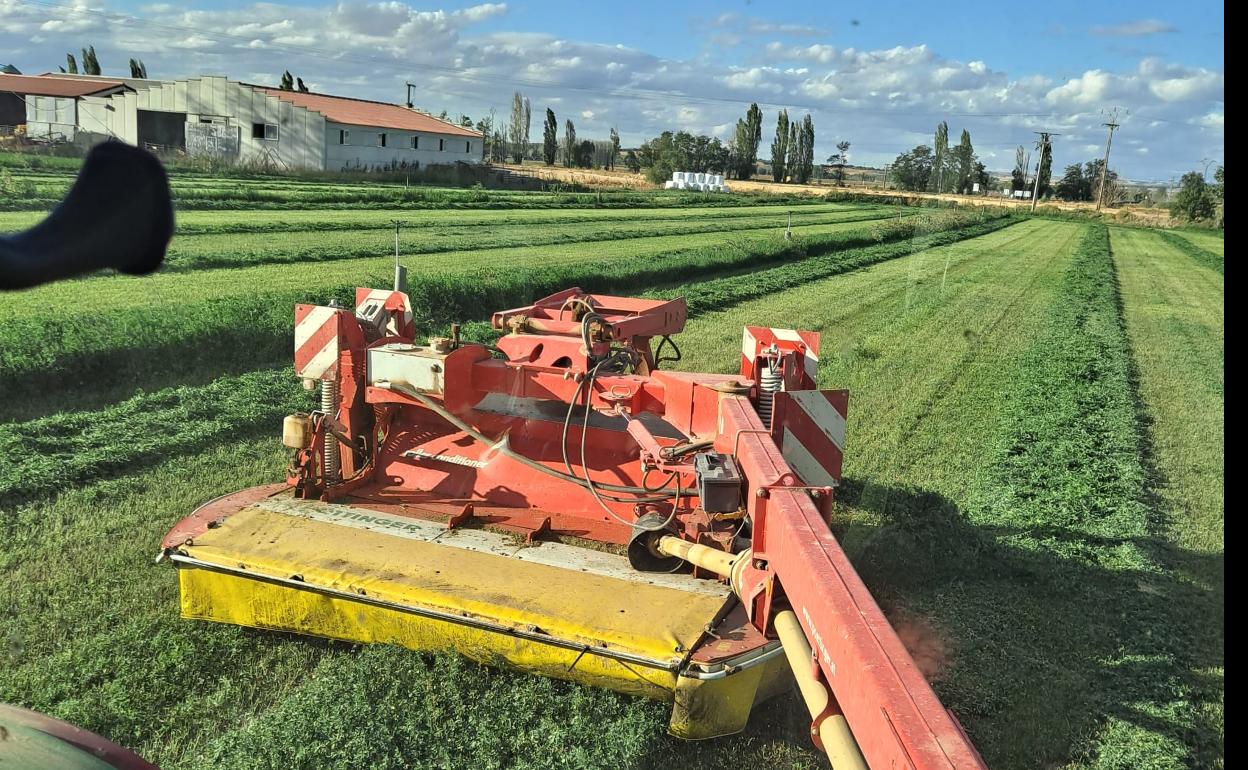 Siega de alfalfa. 