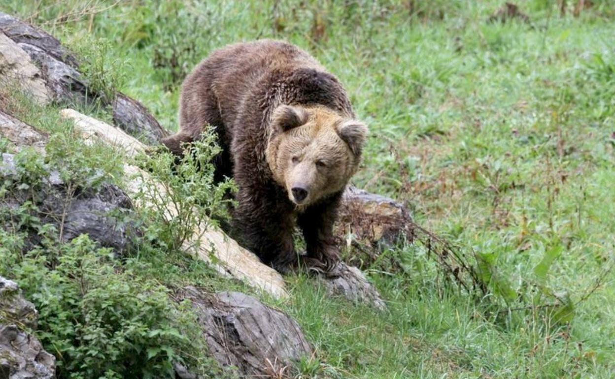 Investigan un presunto disparo a un oso pardo durante una cacería de jabalí en la Montaña Palentina.