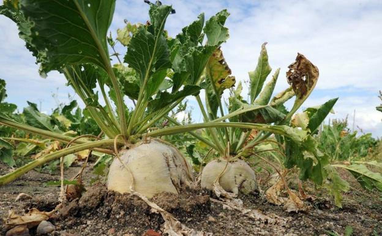 Imagen de un cultivo de remolacha en la provincia de León.