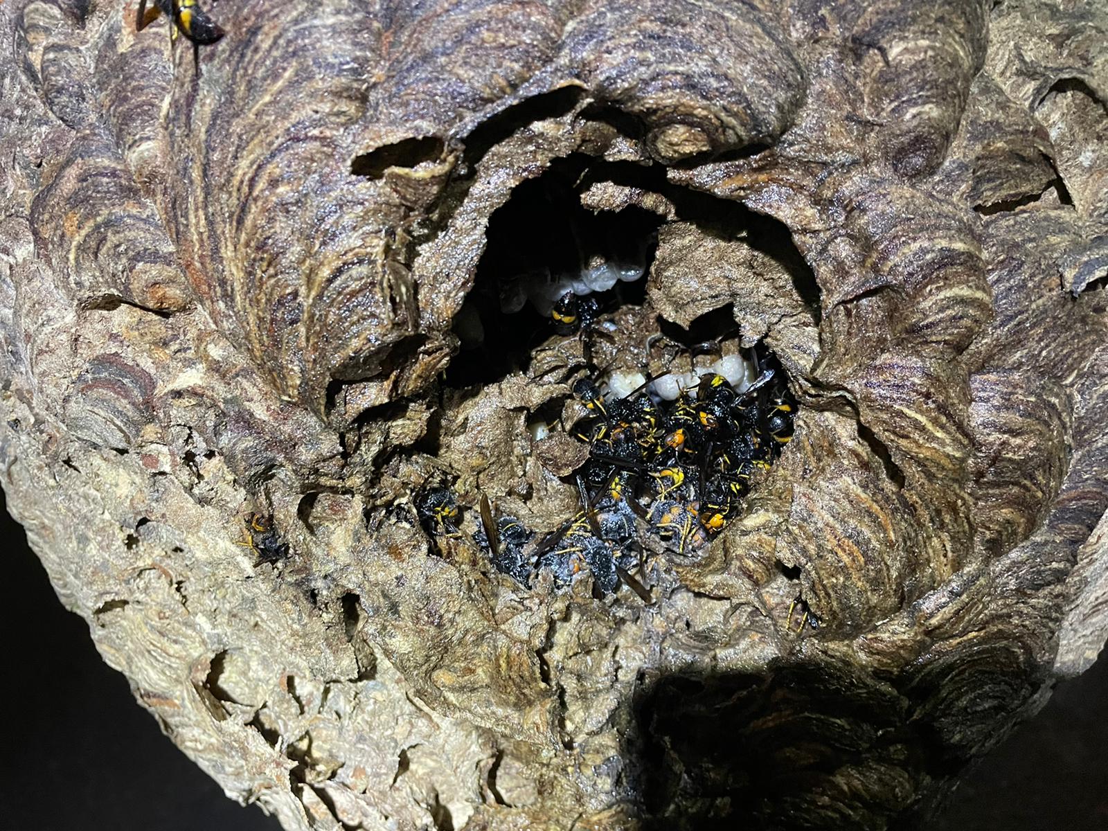 Enjambre de avispas asiáticas retirado en León.