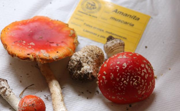 Imagen. Amanita Muscaria, en la exposición de ejemplares de este 2022. 