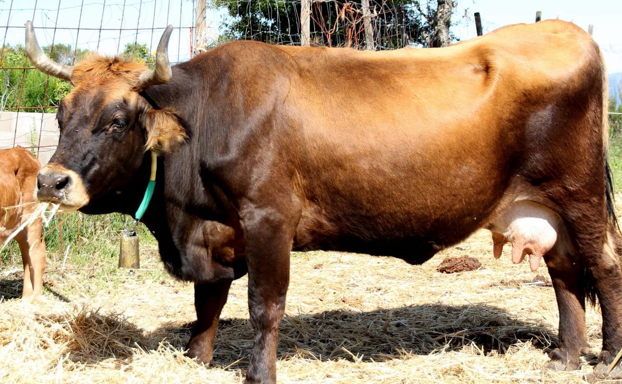 El Censyra y la Universidad de León han trabajado junto a los ganaderos para conseguir este importante aval de la raza mantequera leonesa.