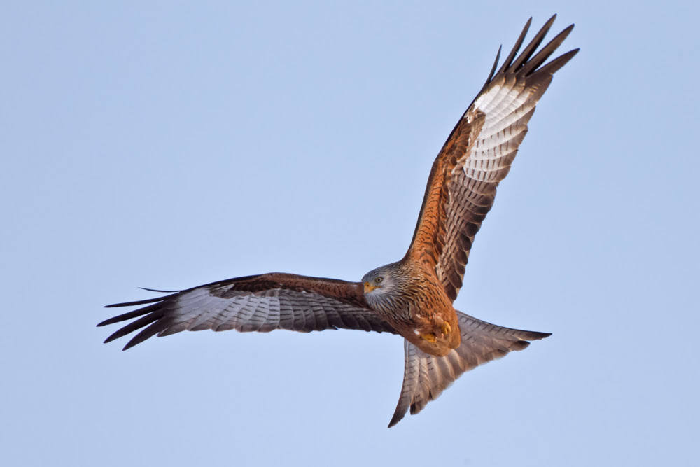 El TSJ dice que Castilla y León puede proteger a las aves para que no se choquen con las líneas eléctricas.