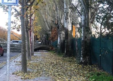 Imagen secundaria 1 - El viento derriba un árbol y obliga a cortar el tráfico en Sáenz de Miera.