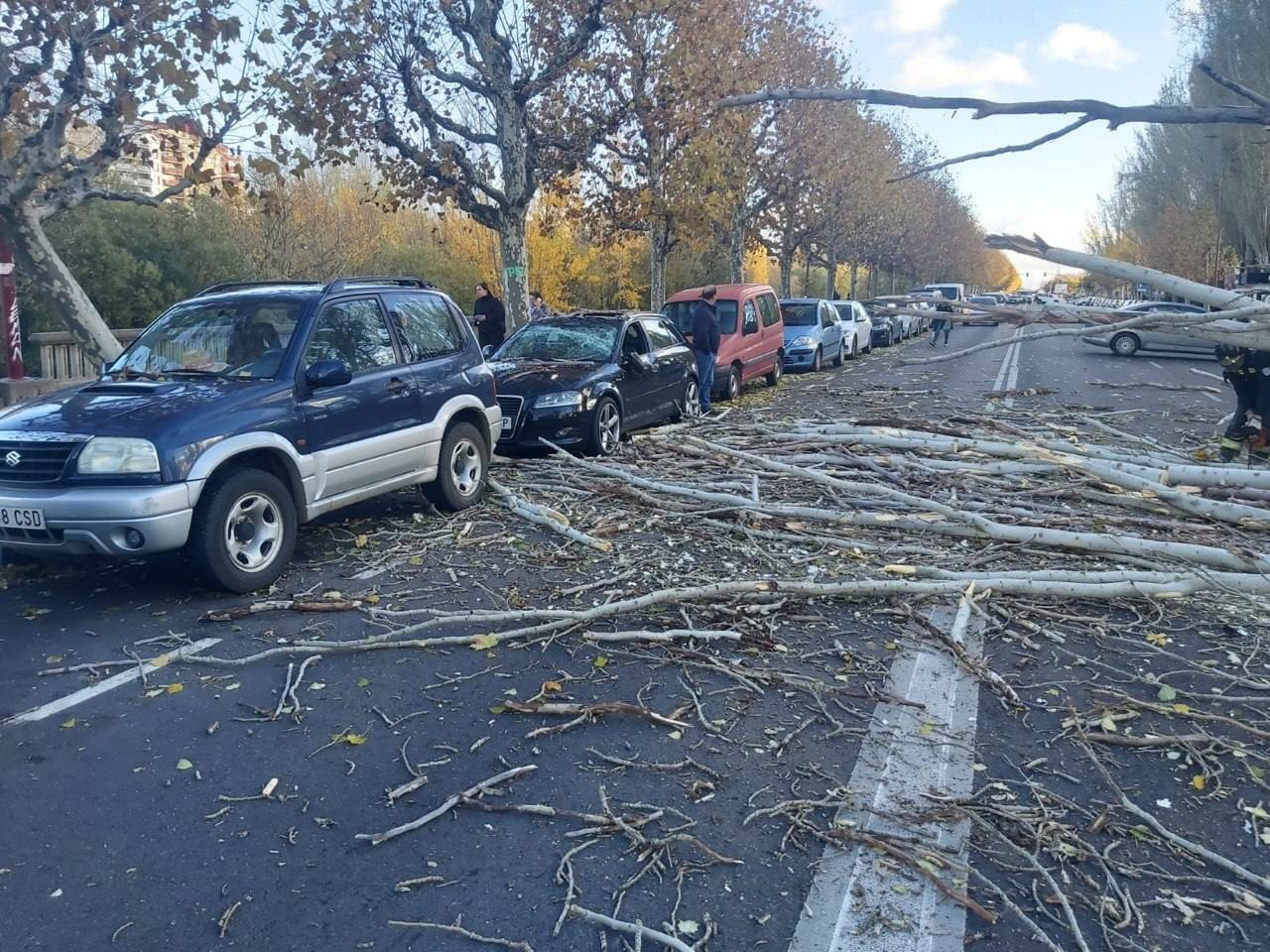 El intenso viento de este jueves deja los parques de la ciudad cerrados para evitar accidentes y obliga a cortar la Avenida Sáez de Miera para retirar el árbol caído.