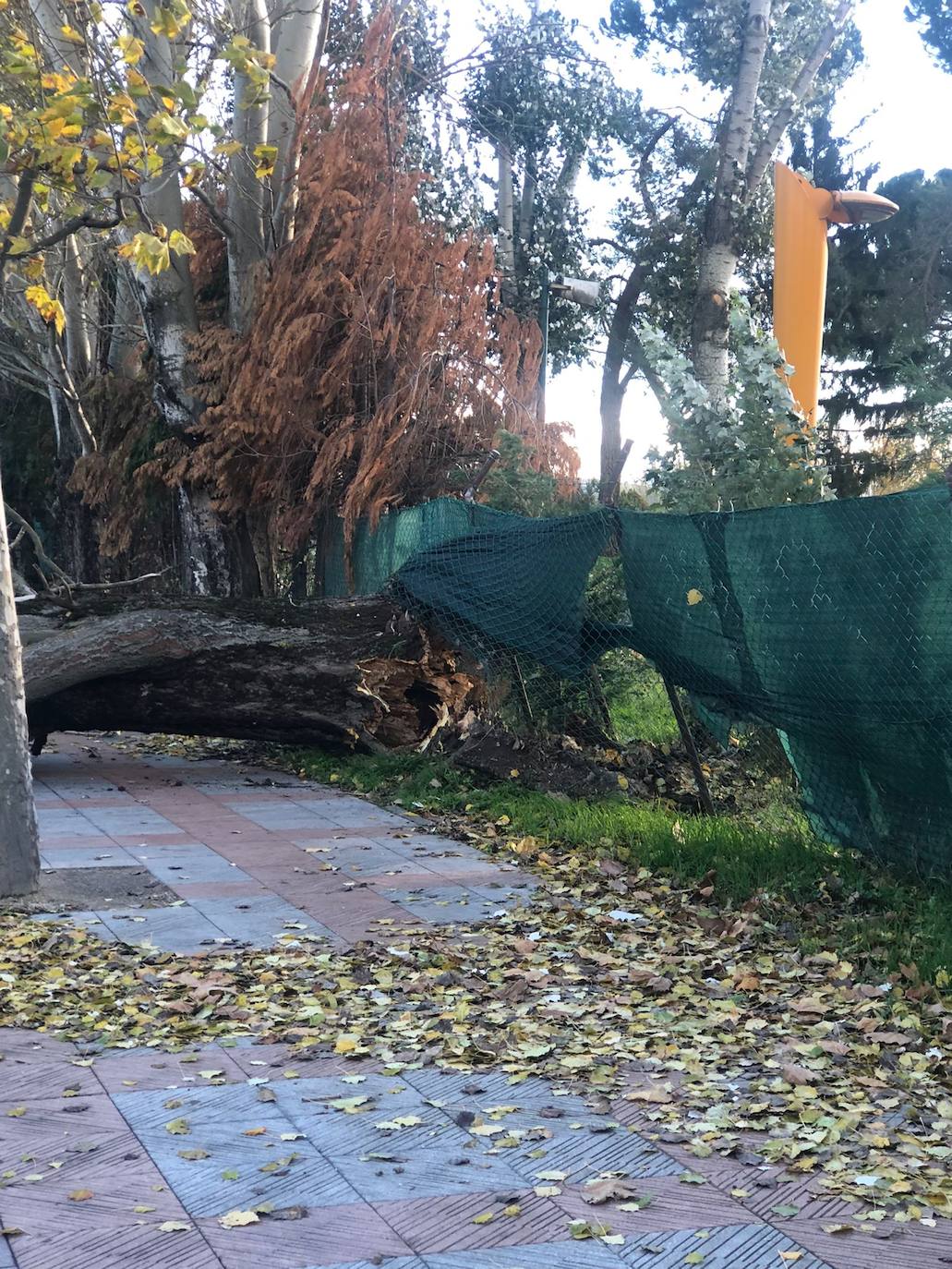 El intenso viento de este jueves deja los parques de la ciudad cerrados para evitar accidentes y obliga a cortar la Avenida Sáez de Miera para retirar el árbol caído.