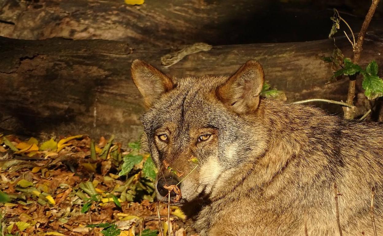 Cendón exige al consejero de Medio Ambiente «deje de tomar el pelo» a los ganaderos de León con el lobo.