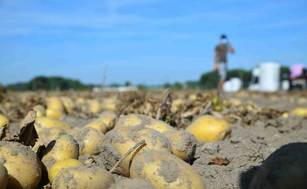 Patatas listas para recoger. 