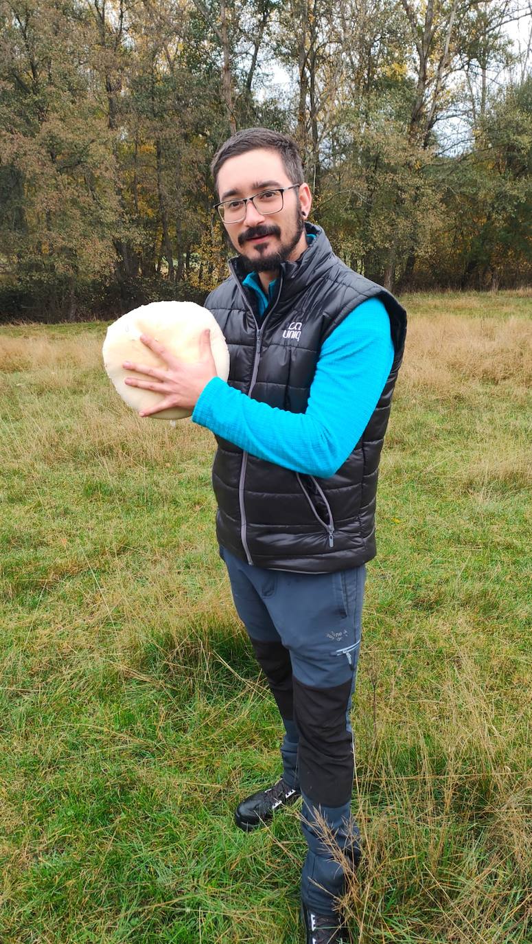 Adrían González Fernández encuentra en un monte de Carrizo de la Ribera en dirección a Riofrío un champiñón 'de bola de nieve' en perfectas condiciones.