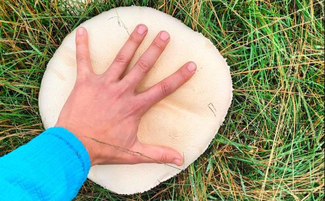 El champiñón gigante que encontró Adrián González. 