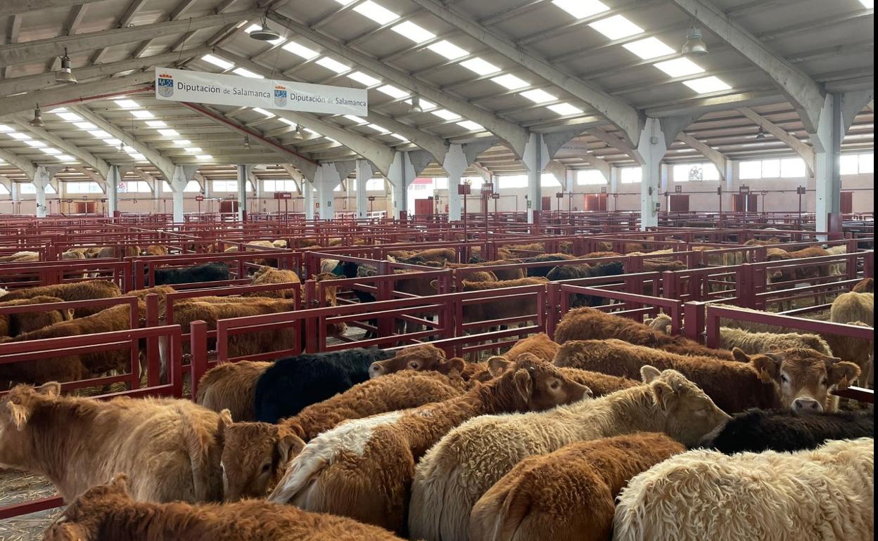 Mercado de ganados celebrado este lunes en Salamanca. 