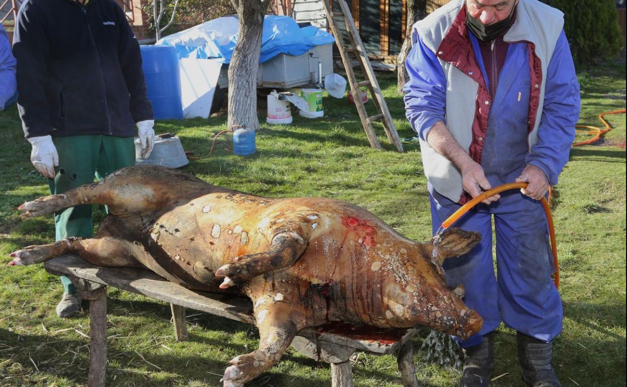 Matanza tradicional en la localidad de Baltanás (Palencia)