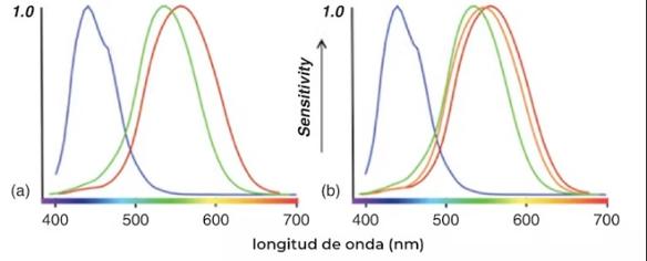 Tricrómatas vs tetracrómatas. Human Color Vision and Tetrachromacy, Elements in Perception (Cambridge University).