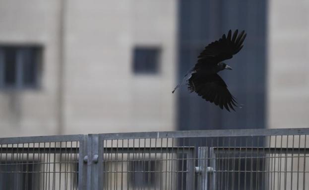 Vuelo de una graja por las calles de León.