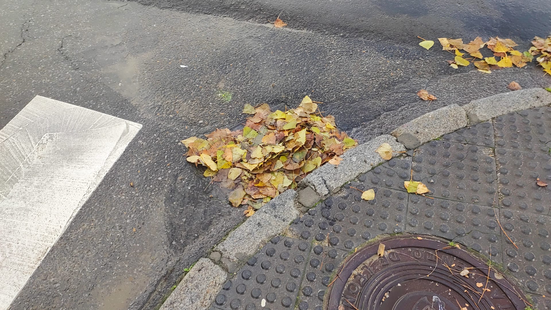 Galería. Acumulación de hojas en una de las alcantarillas.