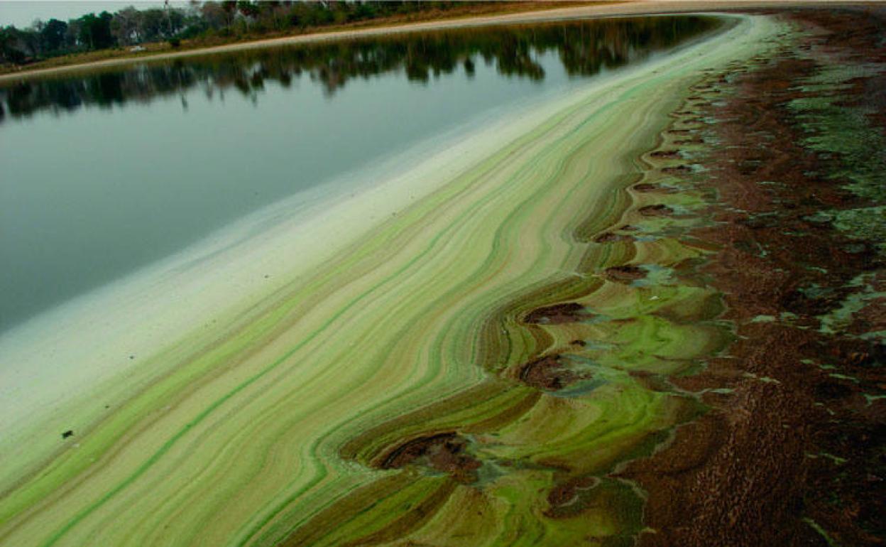 Pantanal en Brasil. 