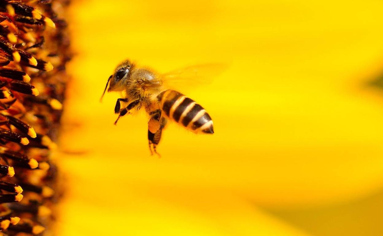 'BeePro', el proyecto leonés junto a cinco países europeos que lucha para evitar la extinción de las abejas.