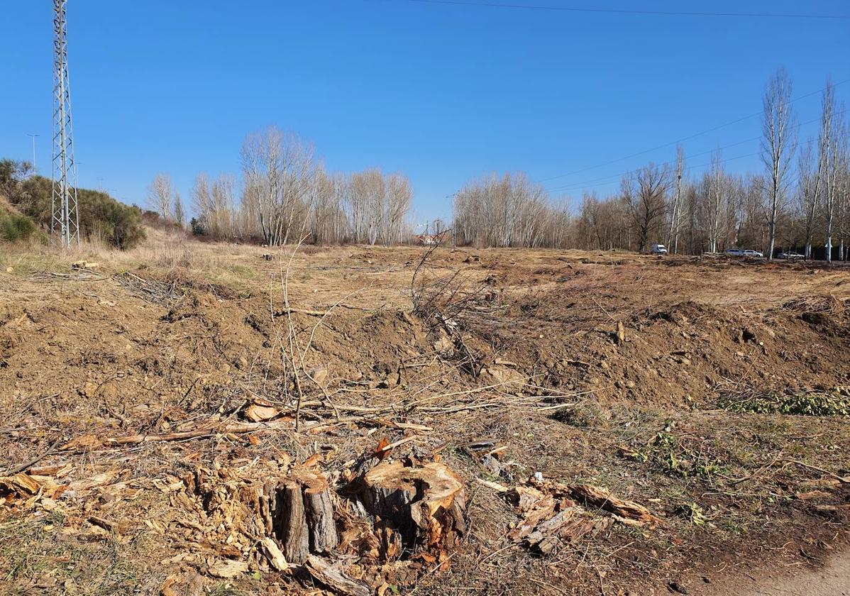 Ecologistas en Acción denuncia la tala de una chopera frente a La Candamia.