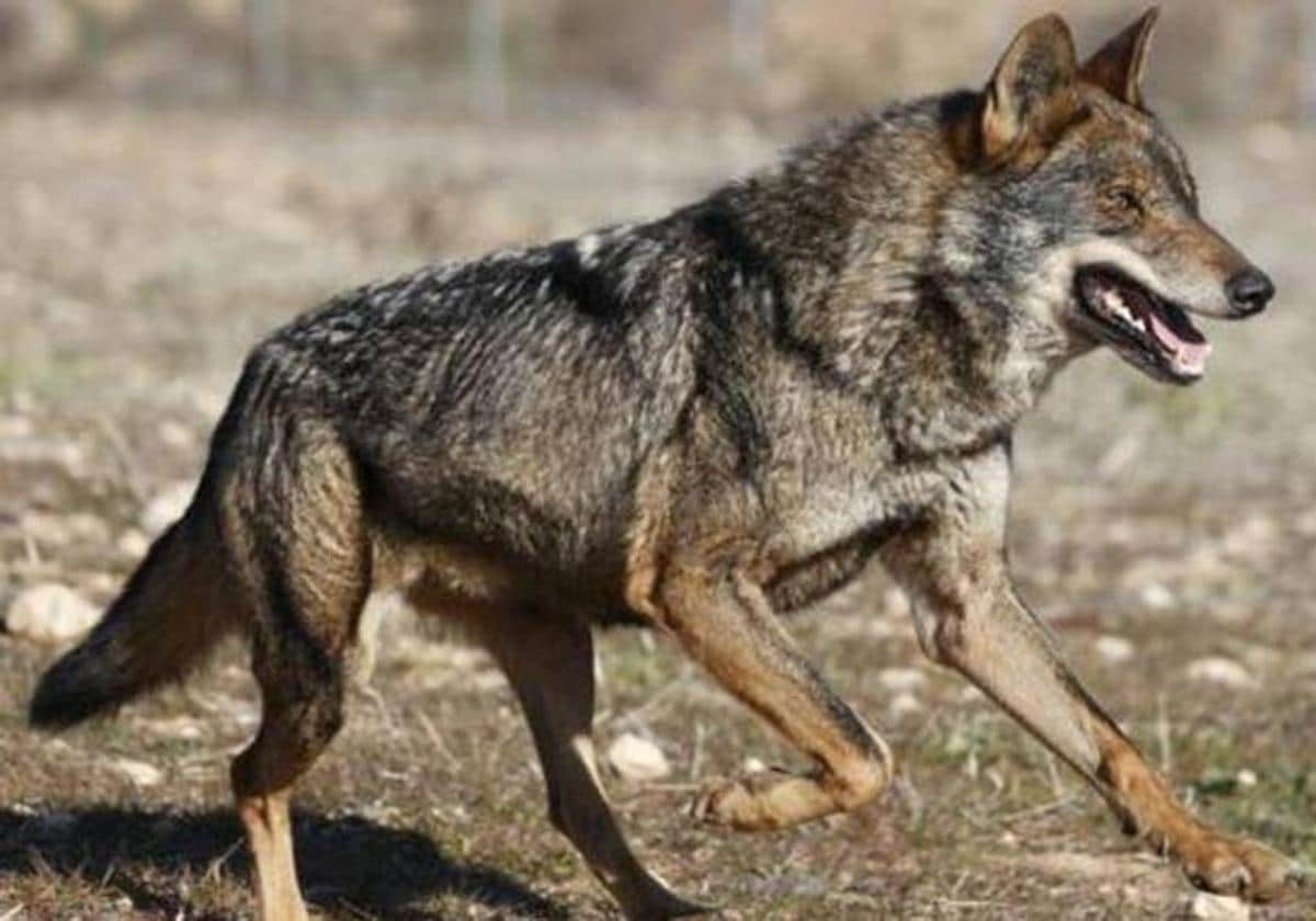 El Festival de Cine y Televisión Reino de León proyecta este fin de semana  el documental 'Entre pastores y lobos' 