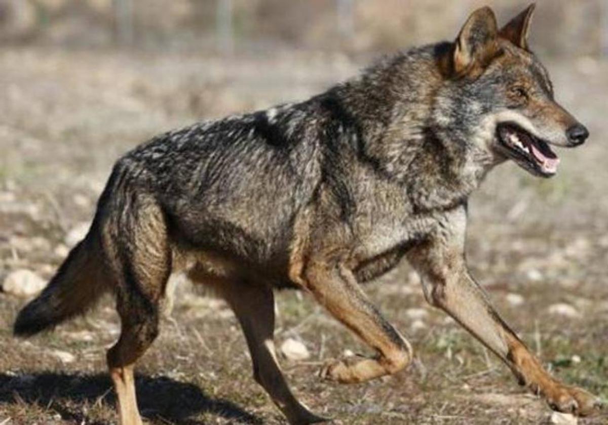 El documental se adentra en la realidad del lobo y la tradición del pastoreo.