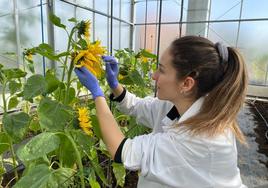 La investigadora Mónica Villoslada durante la elaboración de su tesis en el Instituto de la Grasa de CSIC en Sevilla.