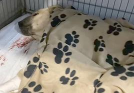 El perro de raza mastín en la clínica en la que es atendido para su recuperación.