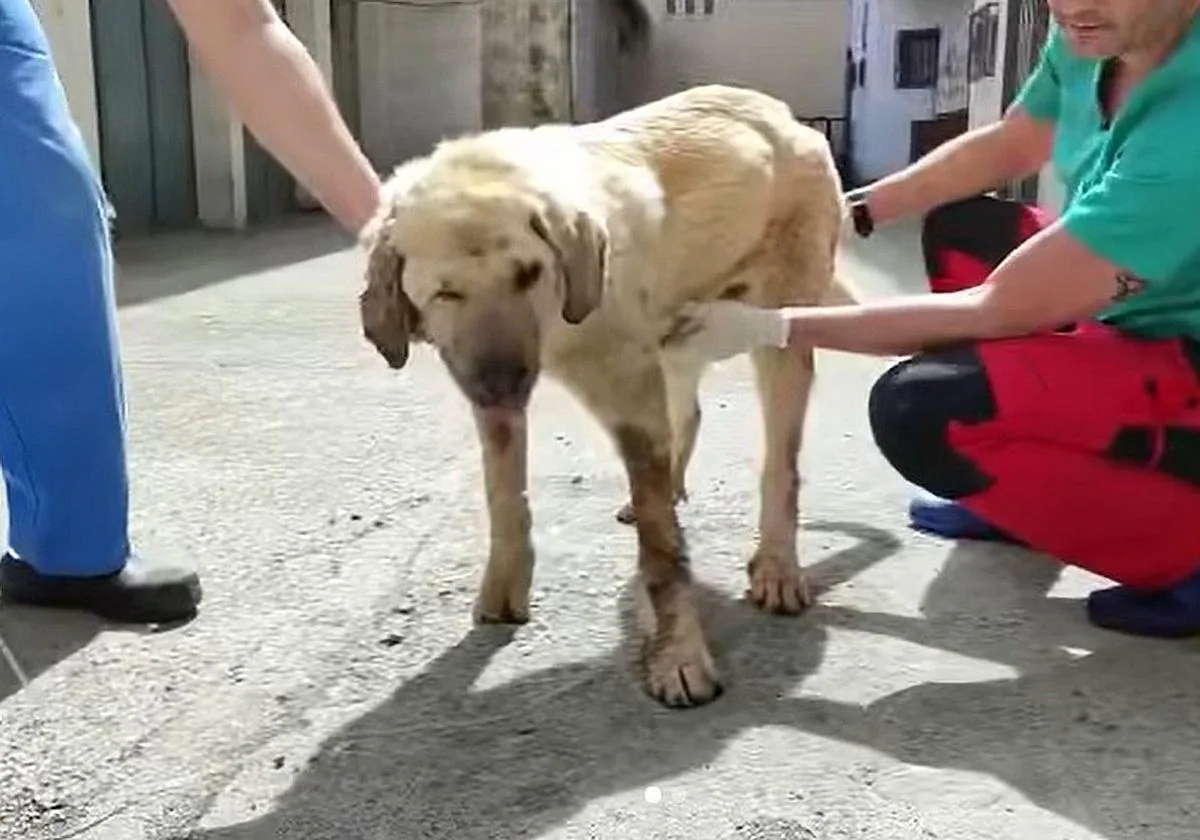 Un perro mastín enterrado vivo en Piedrafita de Babia