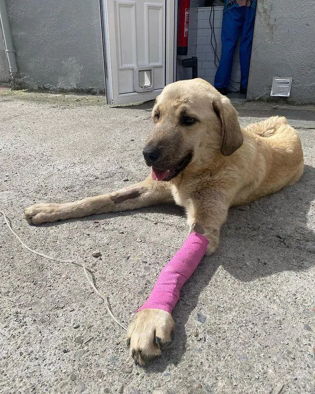 Un perro mastín enterrado vivo en Piedrafita de Babia