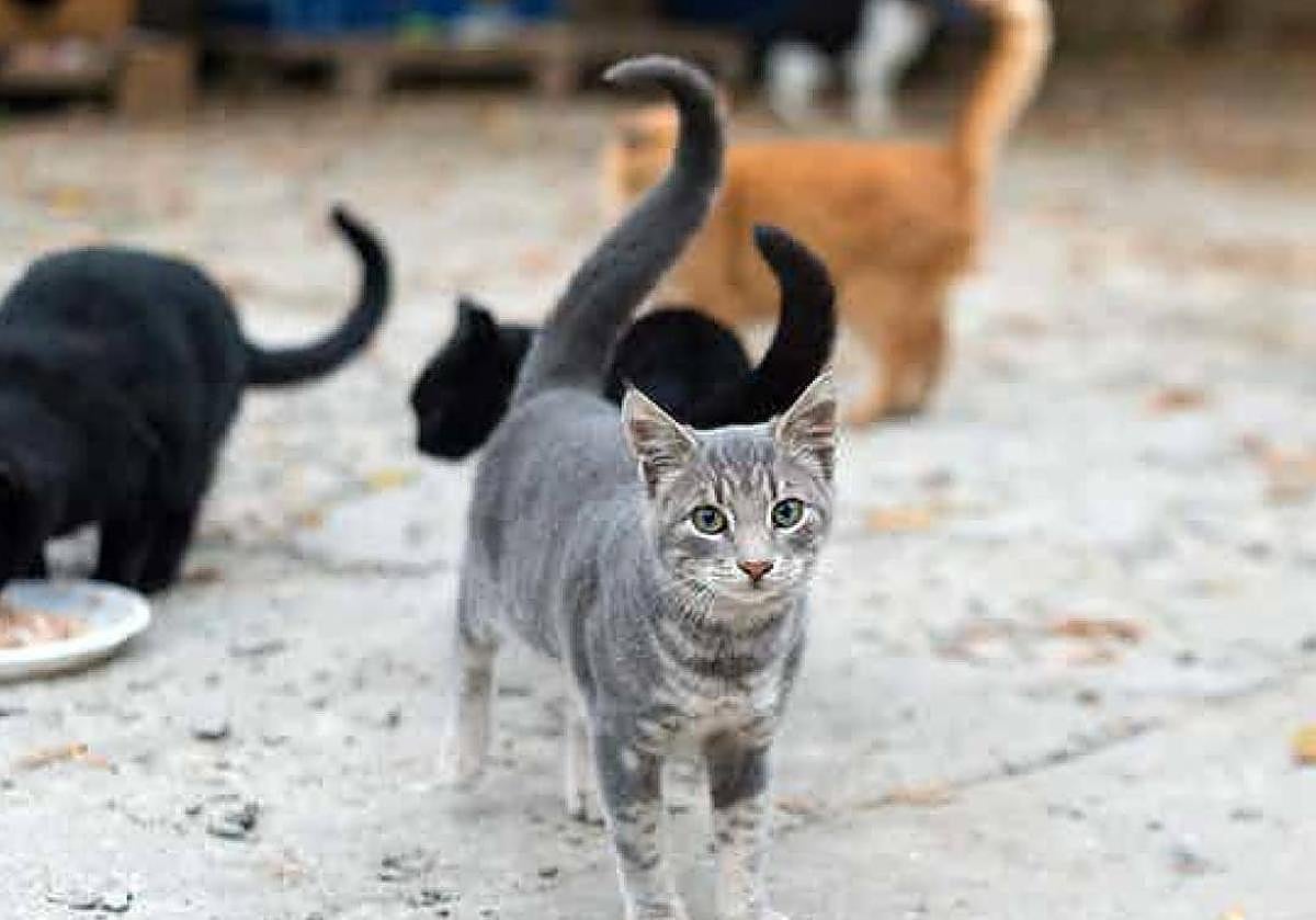 El Procurador del Común considera que la Diputación debería controlar este tipo de colonias felinas en los municipios de menos de 20.000 habitantes.