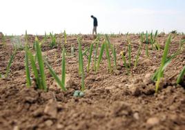 El campo leonés ha perdido 15.000 hectáreas de cereal en los últimos 15 años.