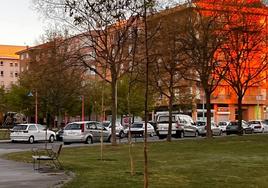 Árboles repuestos en la ciudad.