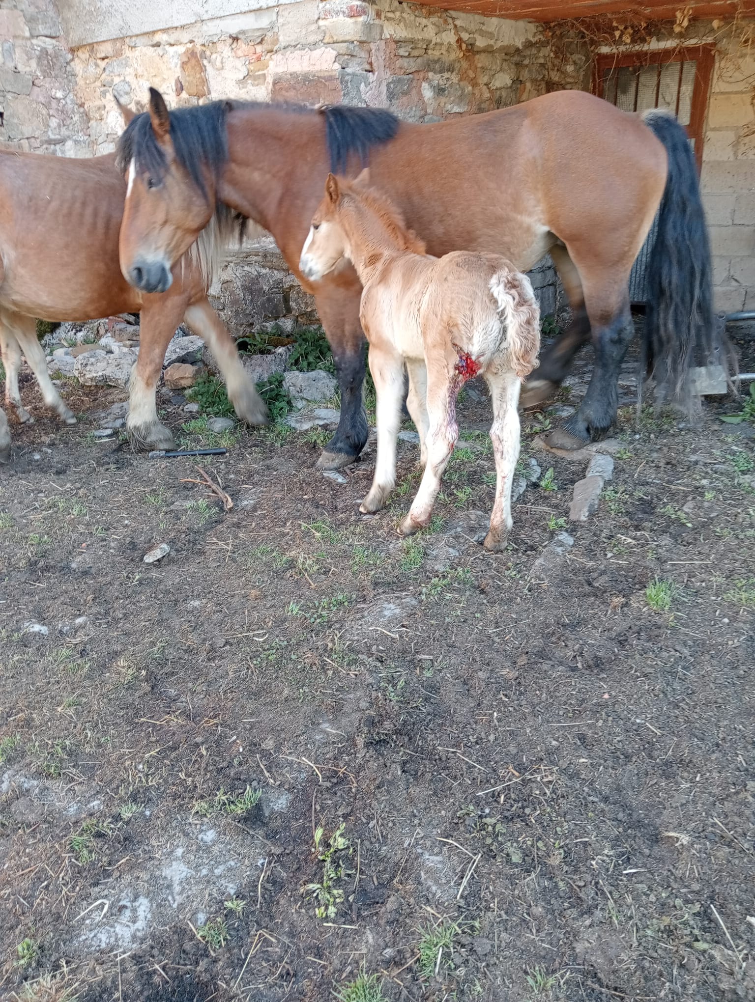 Ataque de lobos a una yeguada en León