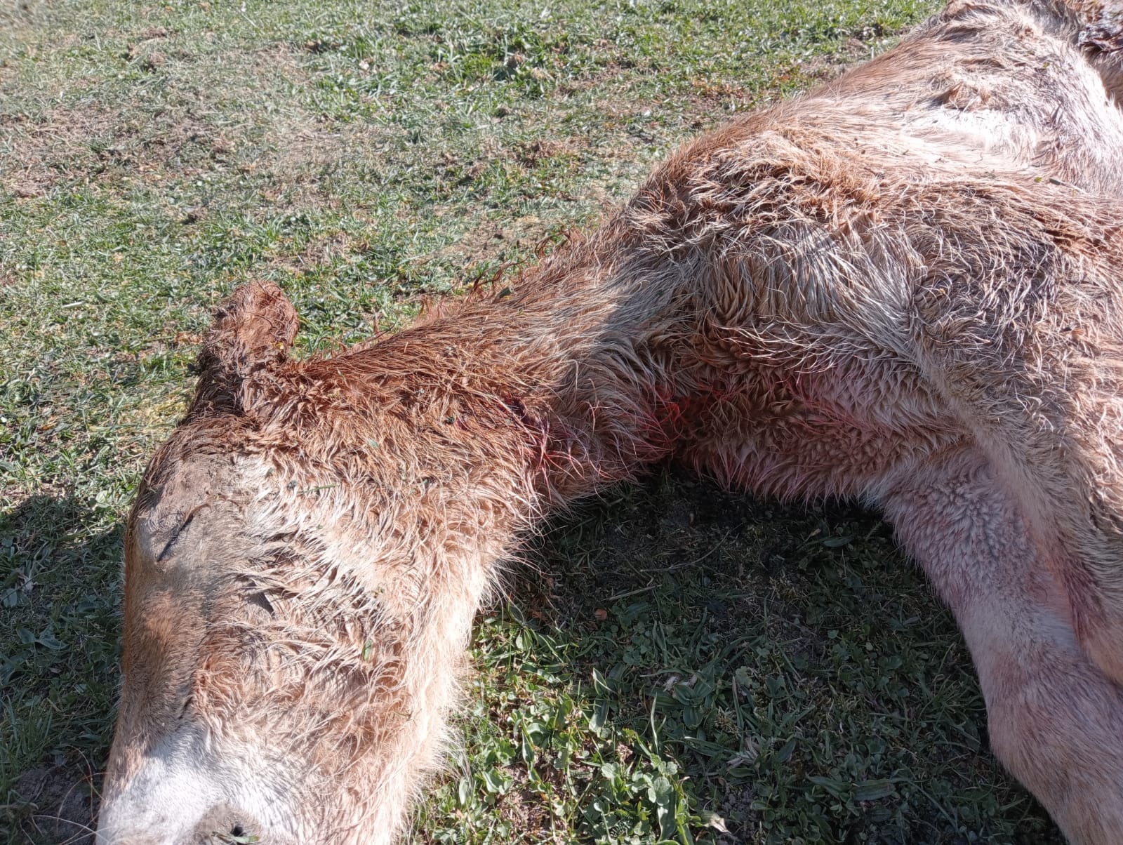 Ataque de lobos a una yeguada en León