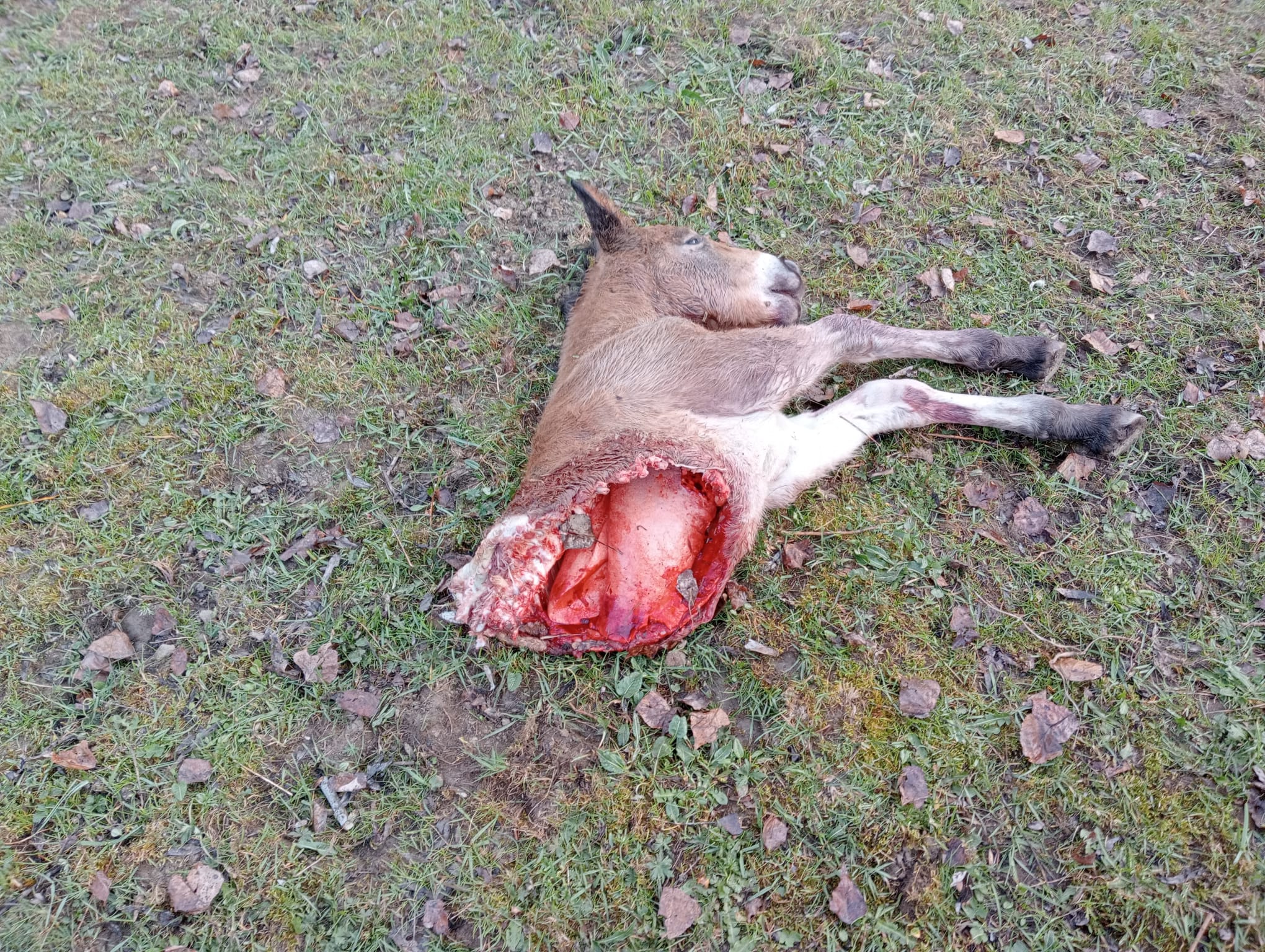 Ataque de lobos a una yeguada en León