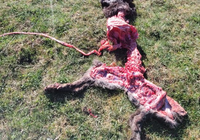 Ataque a un perro pastor que vigilaba la yeguada en Babia.