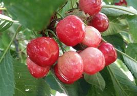 Cerezas del Bierzo.