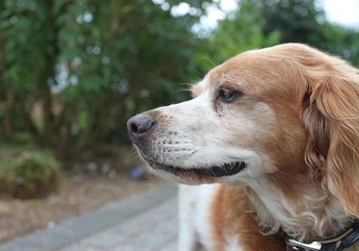 Imagen de archivo de un perro.