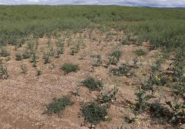 La sequía es un problema que se extenderá en los próximos meses ante la falta de precipitaciones de primavera.