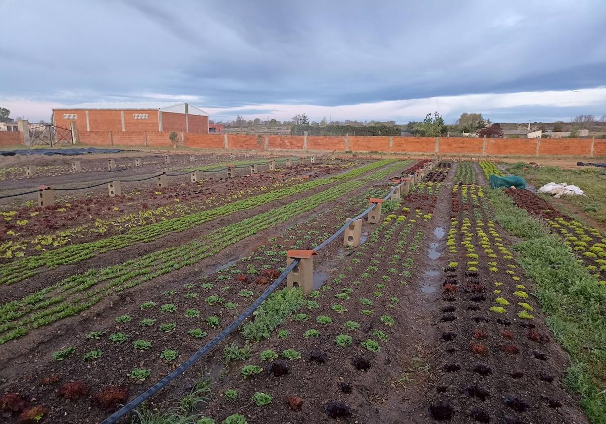 Terrenos de cultivo del proyecto Émeral.