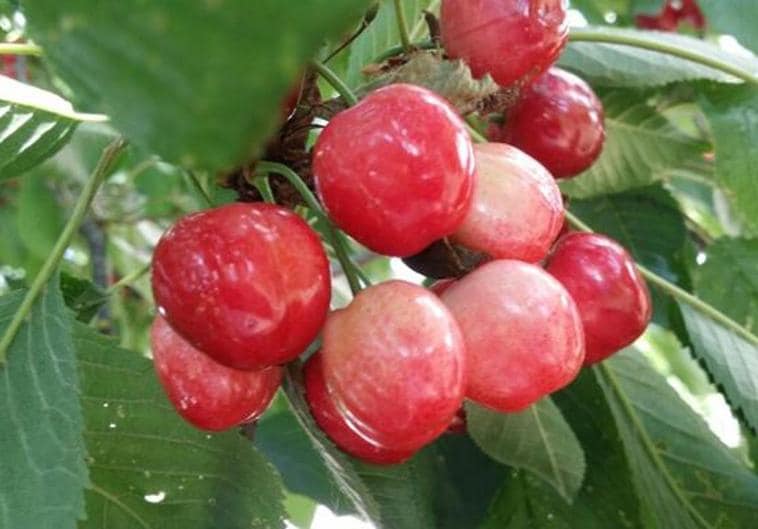 Cerezas del Bierzo.