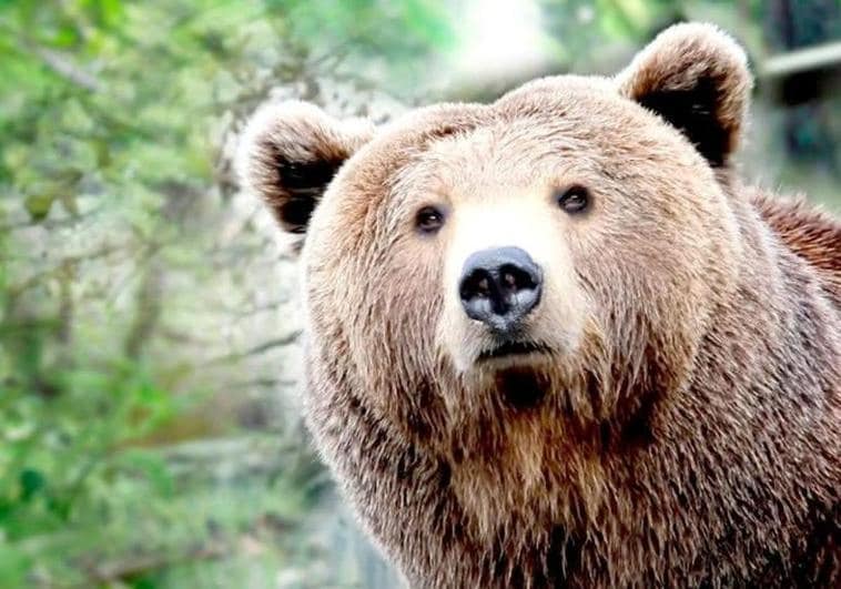 Oso pardo en la Cordillera Cantábrica.