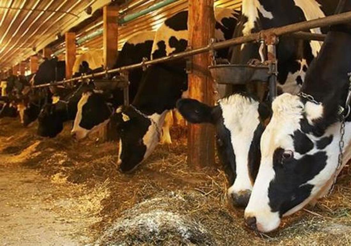 El Sindicato Veterinario se opone a las medidas de flexibilización frente a la tuberculosis bovina