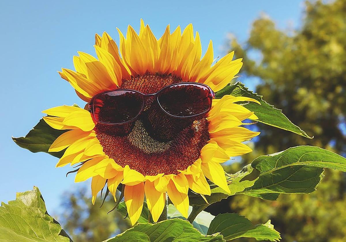 El termómetro sube ligeramente este sábado en León.