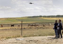 Pastoreo con drones y equipos para fumigado aéreo en la localidad abulense de San Pedro del Arroyo