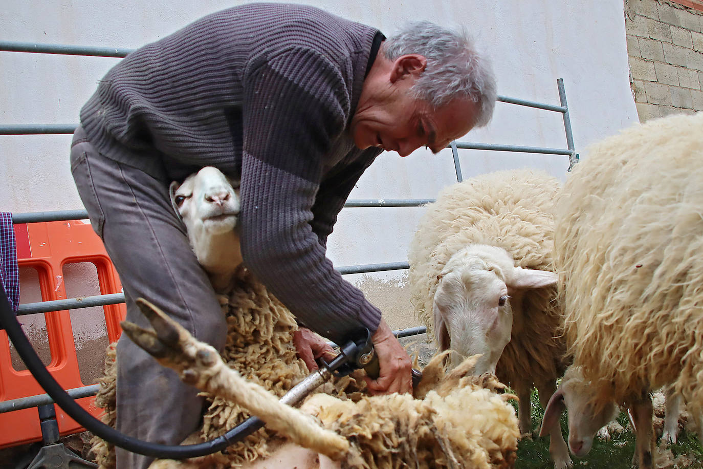 VI Feria del Carea de Cerezales del Condado