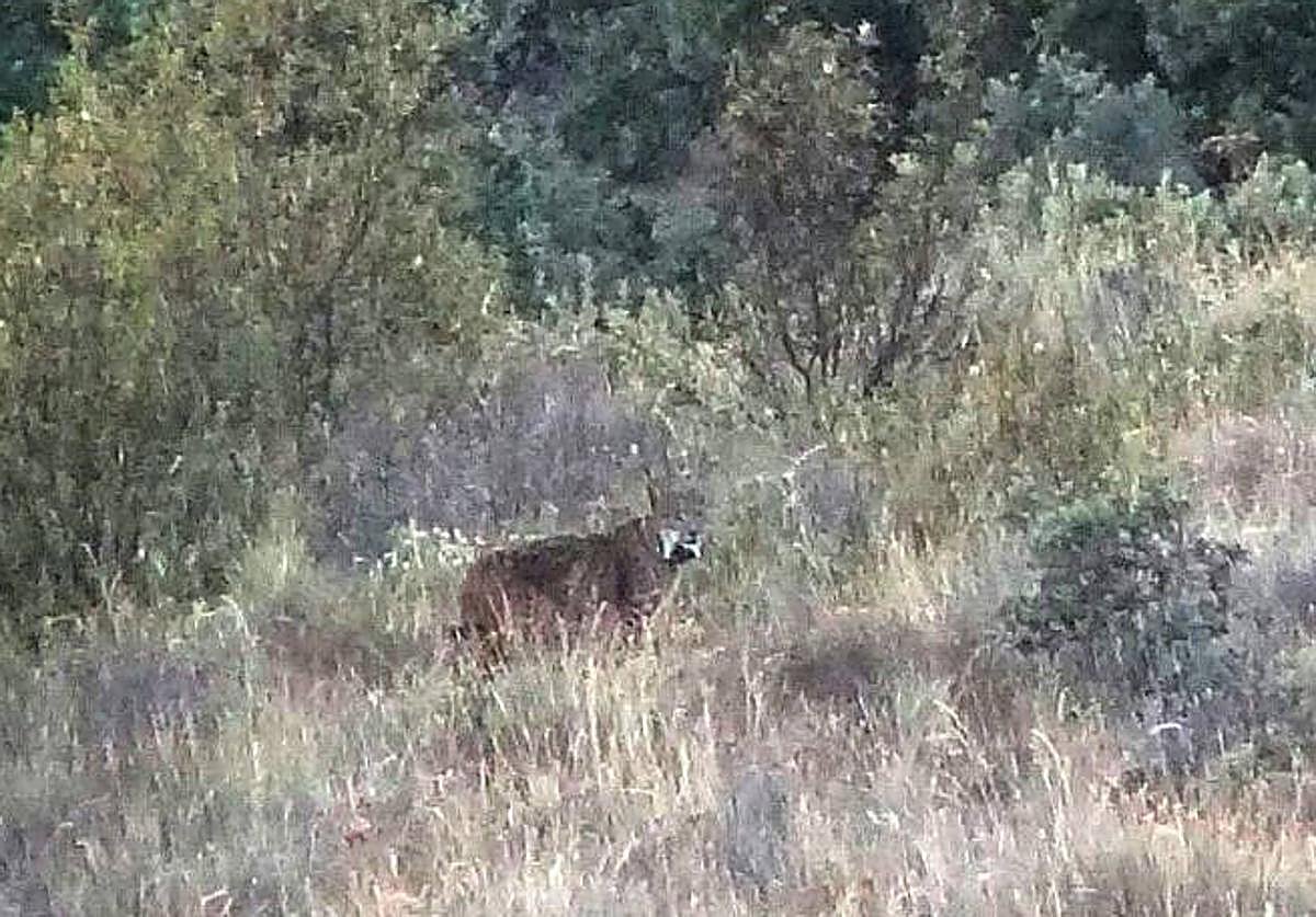Un ejemplar de lince ibérico en la comarca de Sanabria.