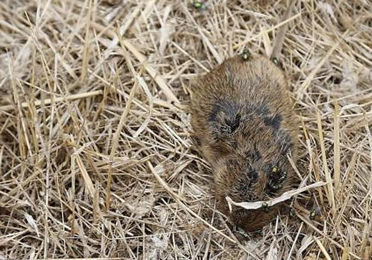 Un topillo en Castilla y León.
