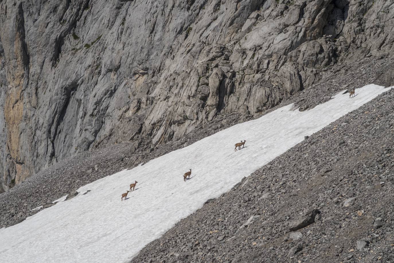 La llamada de Picos de Europa