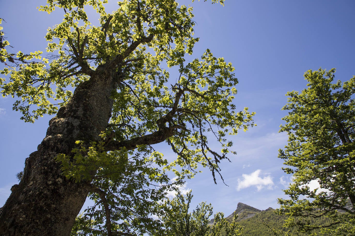 La llamada de Picos de Europa